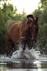 Bayerisches Warmblut im Wasser