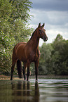 Bayerisches Warmblut im Wasser