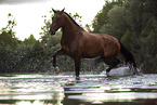 Bayerisches Warmblut im Wasser