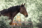 Bayerisches Warmblut Stute
