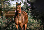 Bayerisches Warmblut Stute