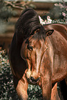 Bayerisches Warmblut Stute