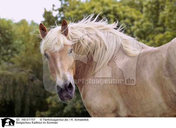 Belgisches Kaltblut im Sommer / Belgian coldblood in the summer / HS-01757