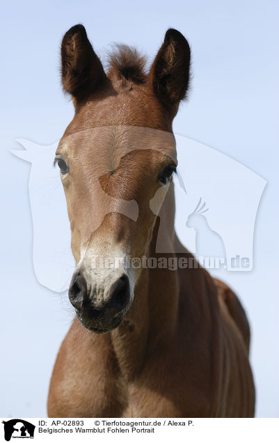 Belgisches Warmblut Fohlen Portrait / foal / AP-02893