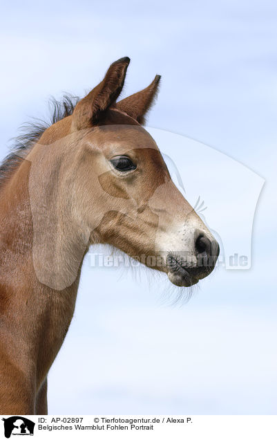 Belgisches Warmblut Fohlen Portrait / foal / AP-02897