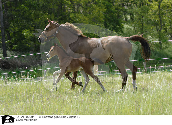 Stute mit Fohlen / mare with foal / AP-02904
