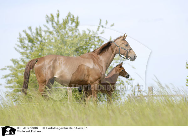 Stute mit Fohlen / mare with foal / AP-02906