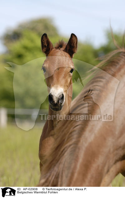 Belgisches Warmblut Fohlen / foal / AP-02908