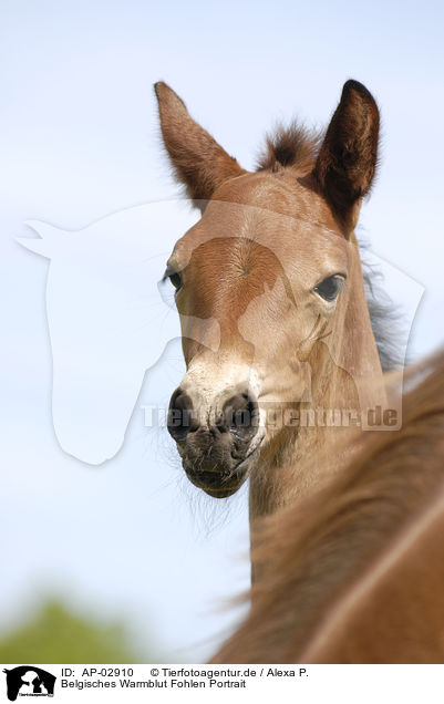 Belgisches Warmblut Fohlen Portrait / foal / AP-02910