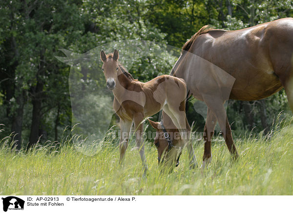 Stute mit Fohlen / AP-02913