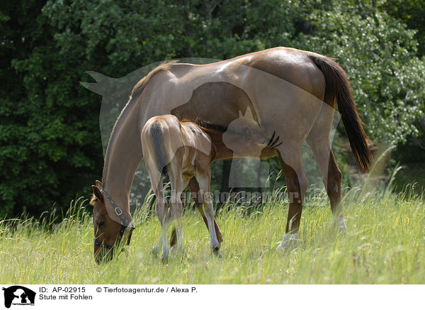 Stute mit Fohlen / mare with foal / AP-02915