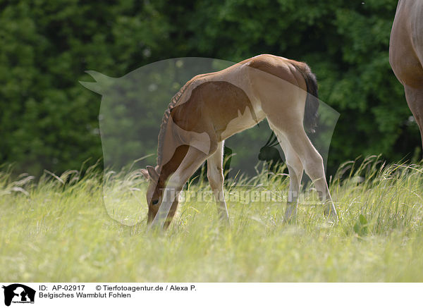 Belgisches Warmblut Fohlen / foal / AP-02917