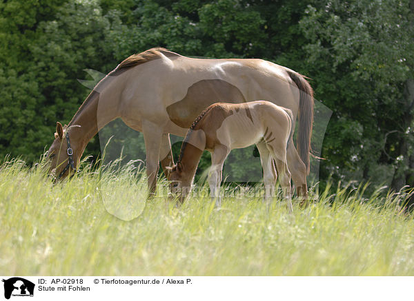Stute mit Fohlen / mare with foal / AP-02918