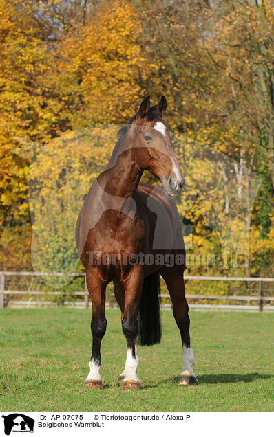 Belgisches Warmblut / Belgian warmblood / AP-07075