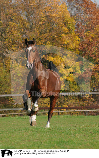 galoppierendes Belgisches Warmblut / galloping Belgian warmblood / AP-07079