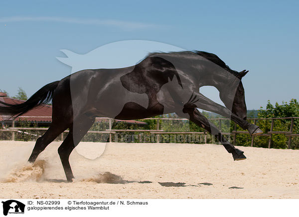 galoppierendes elgisches Warmblut / galloping Belgian warmblood / NS-02999