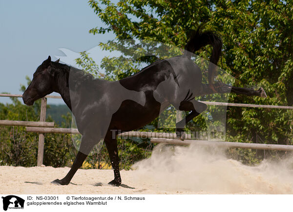 galoppierendes elgisches Warmblut / galloping Belgian warmblood / NS-03001