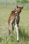 Belgisches Warmblut Fohlen