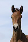 Belgisches Warmblut Fohlen Portrait