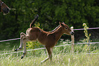 Belgisches Warmblut Fohlen