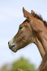 Belgisches Warmblut Fohlen Portrait