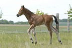 Belgisches Warmblut Fohlen