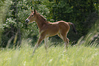 Belgisches Warmblut Fohlen