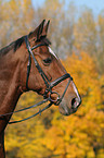 Belgisches Warmblut Portrait