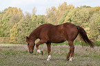 Belgisches Warmblut