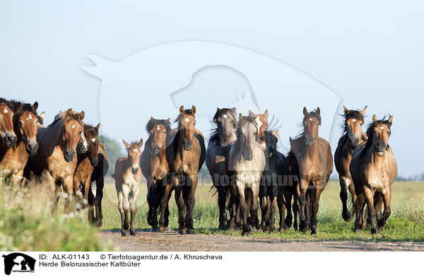 Herde Belorussischer Kaltbter / herd of Belorusian heavy draft / ALK-01143