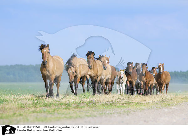 Herde Belorussischer Kaltbter / herd of Belorusian heavy draft / ALK-01159