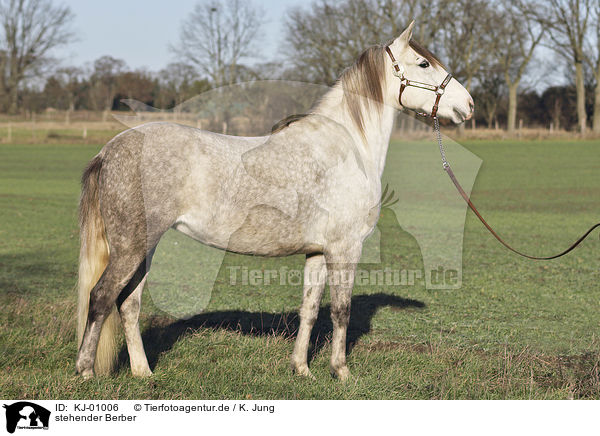 stehender Berber / standing Berber Horse / KJ-01006