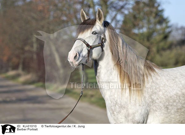 Berber Portrait / Berber Horse portrait / KJ-01010