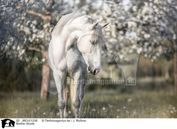 Berber Stude / Berber mare / JRO-01338