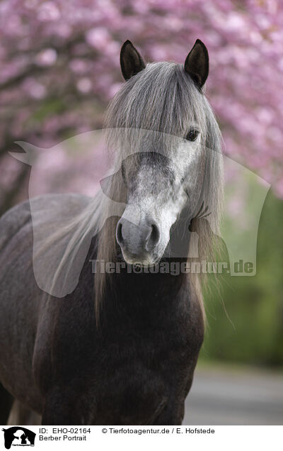 Berber Portrait / Berber Horse Portrait / EHO-02164