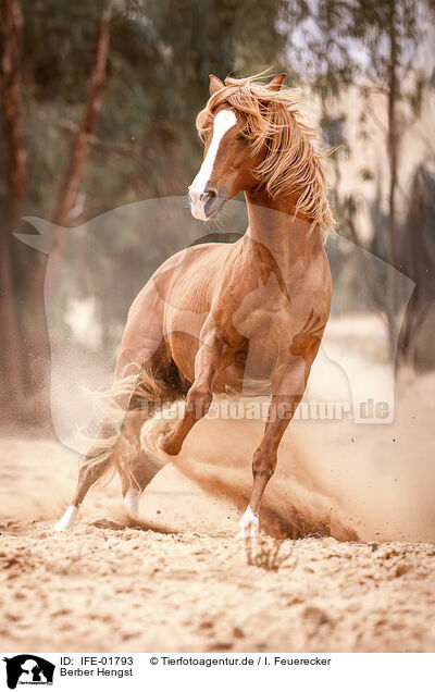 Berber Hengst / Berber stallion / IFE-01793