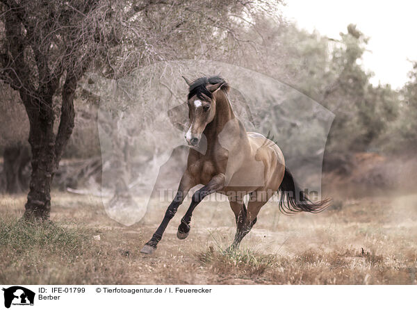 Berber / IFE-01799