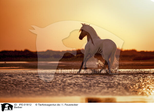 Berber / Berber / IFE-01812