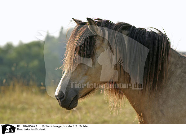 Bosniake im Portrait / RR-05471