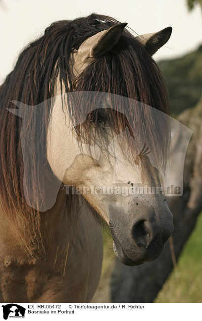 Bosniake im Portrait / RR-05472