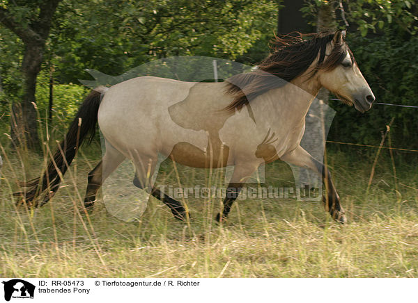 trabendes Pony / RR-05473