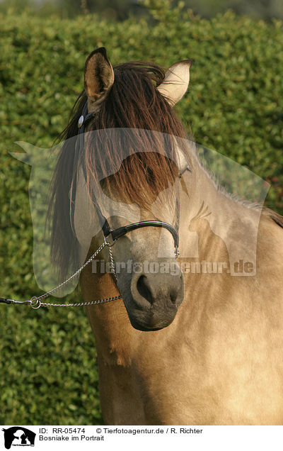 Bosniake im Portrait / RR-05474