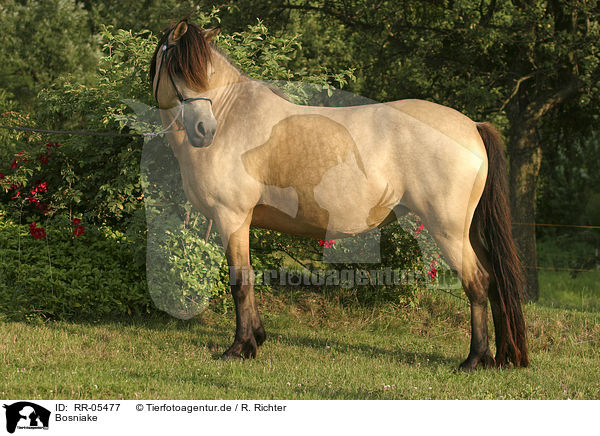 Bosniake / Bosnian Bosniak Horse / RR-05477