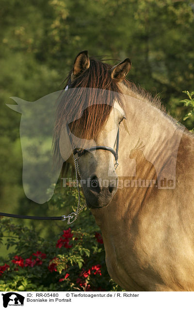 Bosniake im Portrait / Bosnian Bosniak Horse Portrait / RR-05480