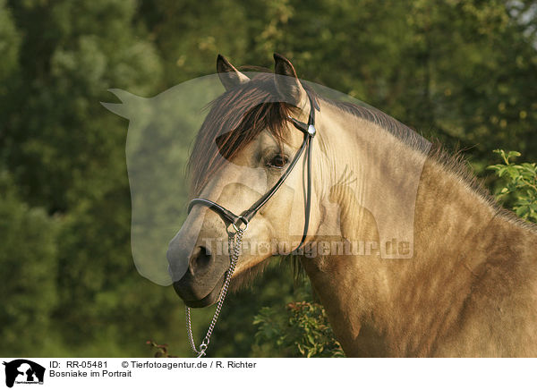 Bosniake im Portrait / Bosnian Bosniak Horse Portrait / RR-05481