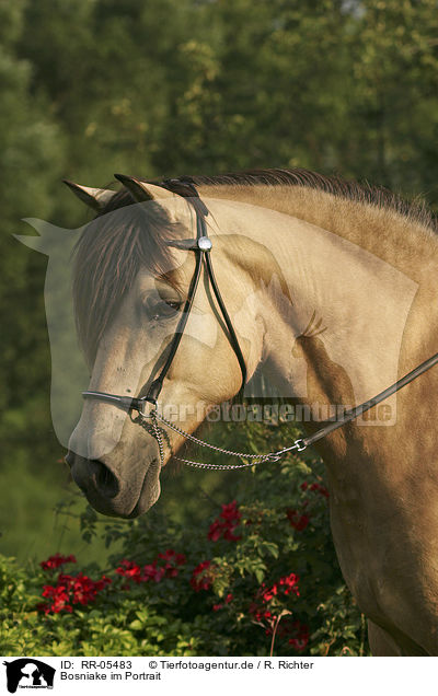 Bosniake im Portrait / Bosnian Bosniak Horse Portrait / RR-05483