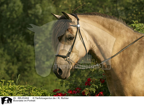 Bosniake im Portrait / Bosnian Bosniak Horse Portrait / RR-05484