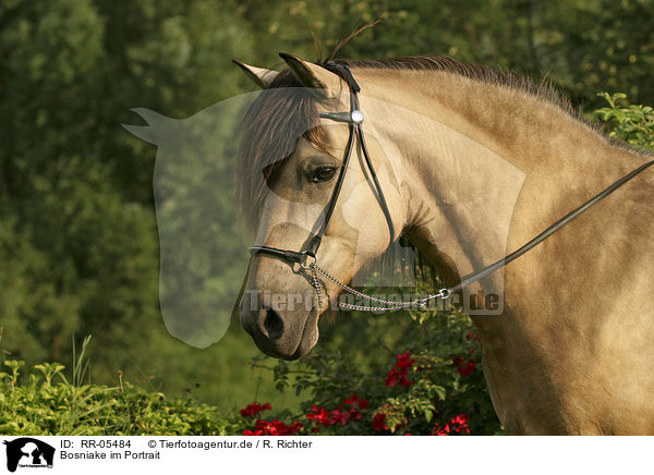 Bosniake im Portrait / RR-05484