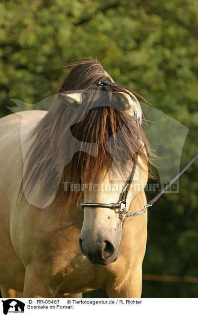 Bosniake im Portrait / Bosnian Bosniak Horse Portrait / RR-05487