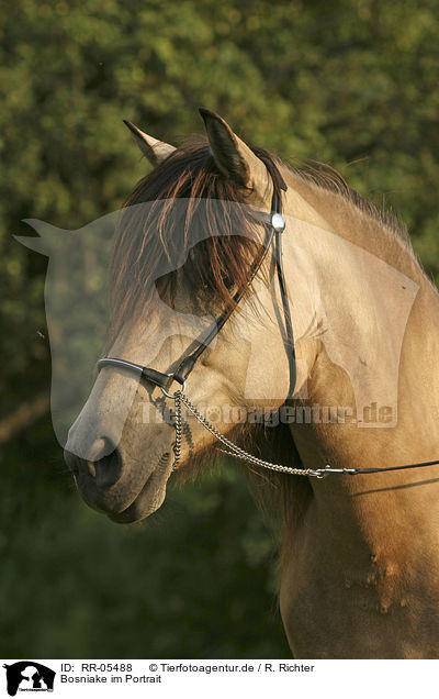 Bosniake im Portrait / RR-05488